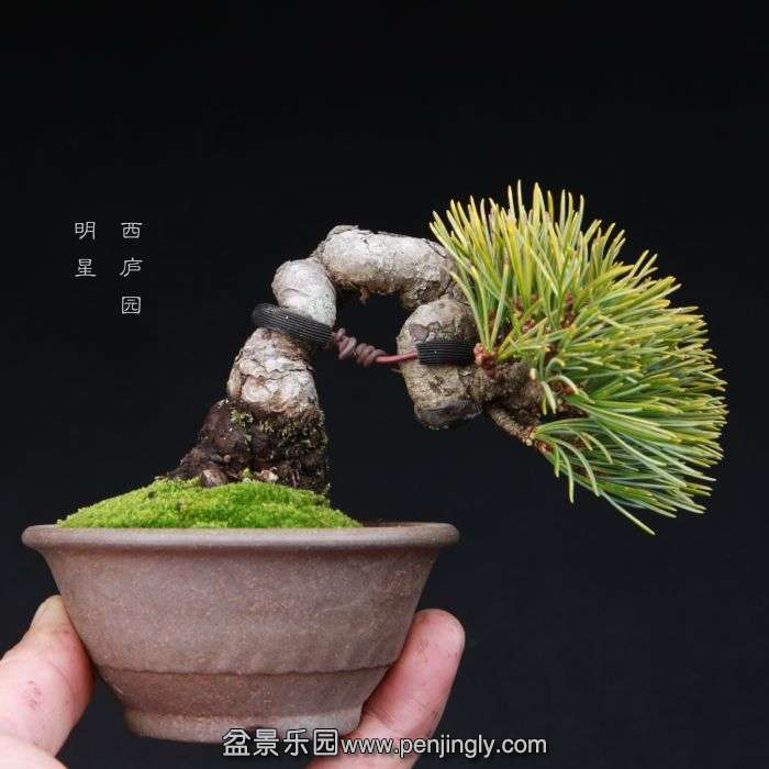 bonsai15011422.jpg