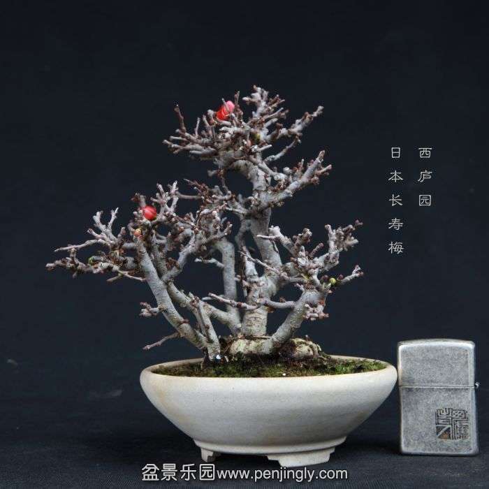 bonsai15011437.jpg