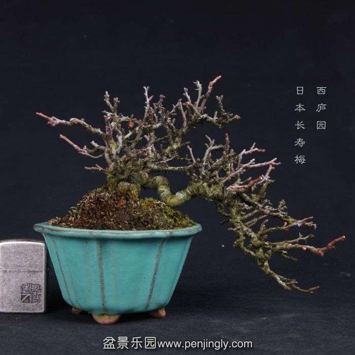 bonsai15011441.jpg