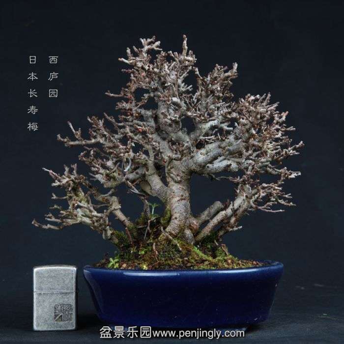 bonsai15011444.jpg