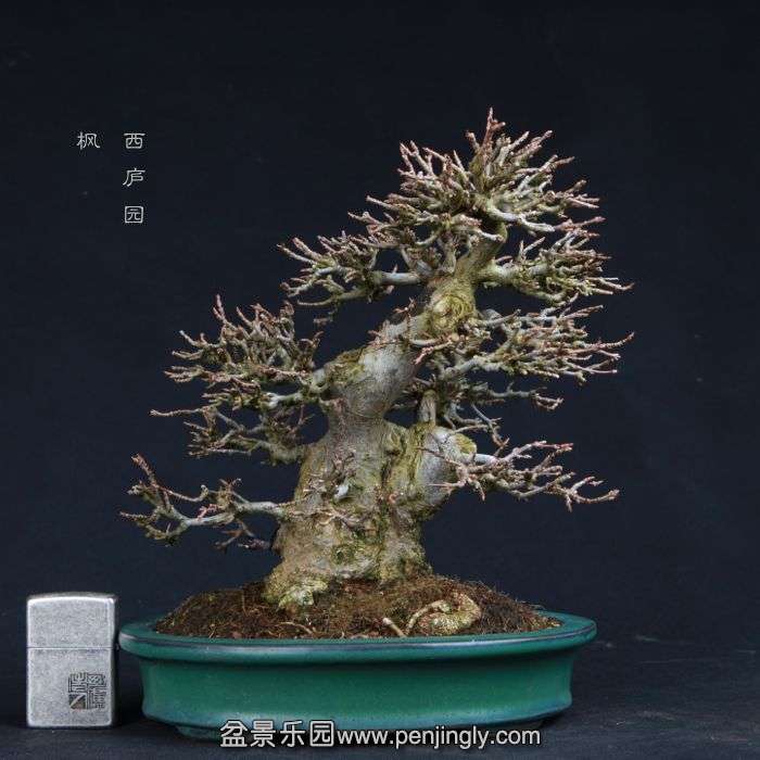 bonsai15011453.jpg