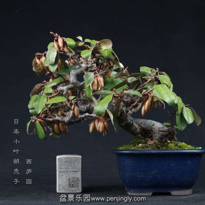 bonsai15011501.jpg
