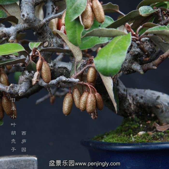 bonsai15011502.jpg