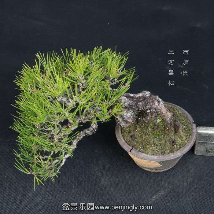 bonsai15011506.jpg
