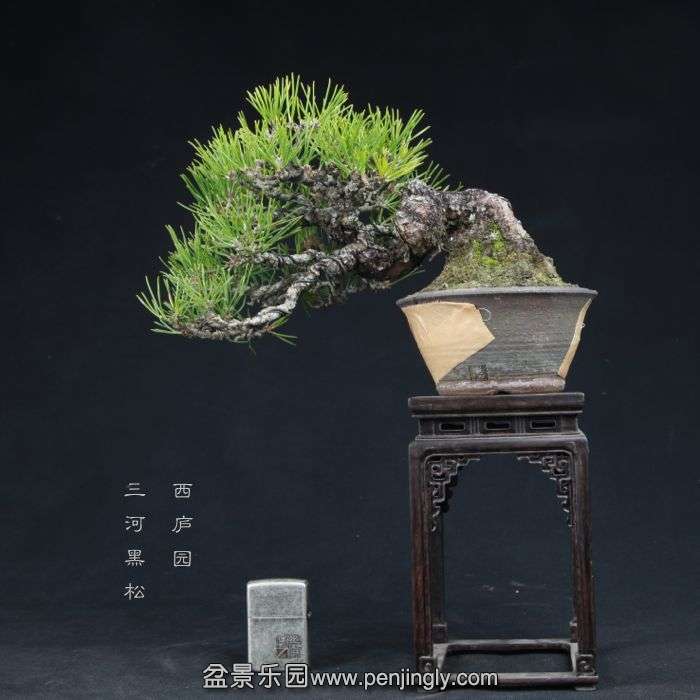 bonsai15011507.jpg