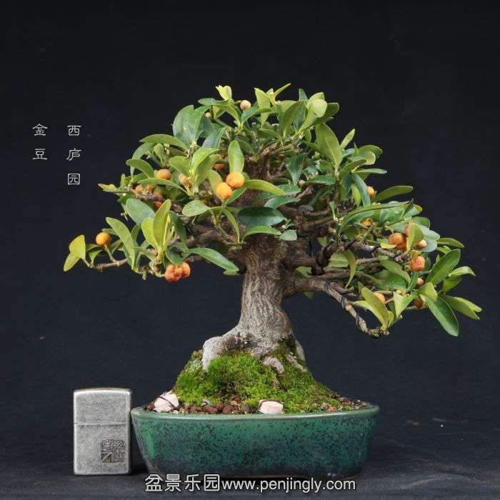 bonsai15011511.jpg