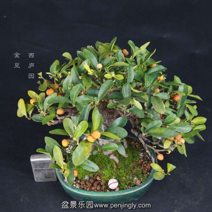 bonsai15011512.jpg