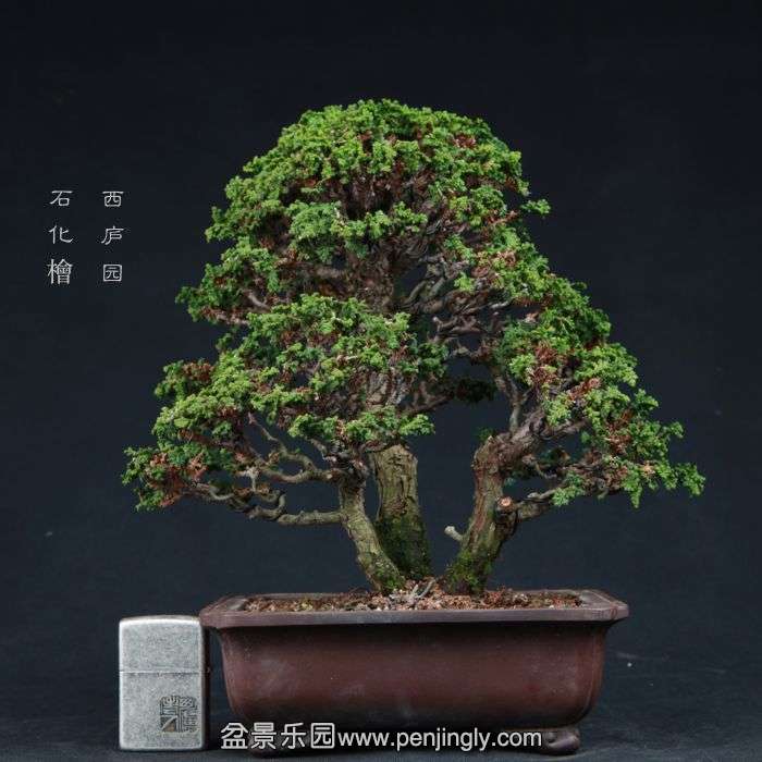 bonsai15011517.jpg