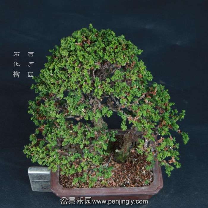 bonsai15011518.jpg