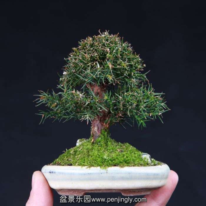 bonsai15011521.jpg