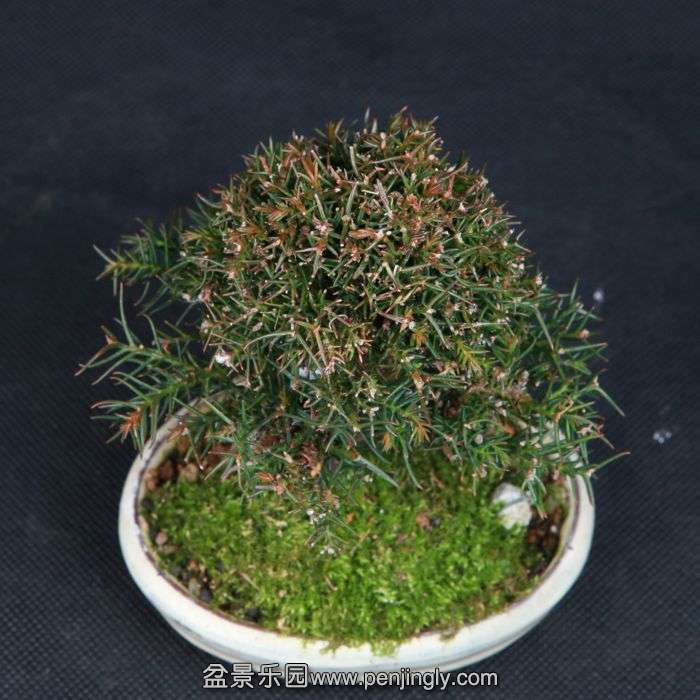 bonsai15011522.jpg