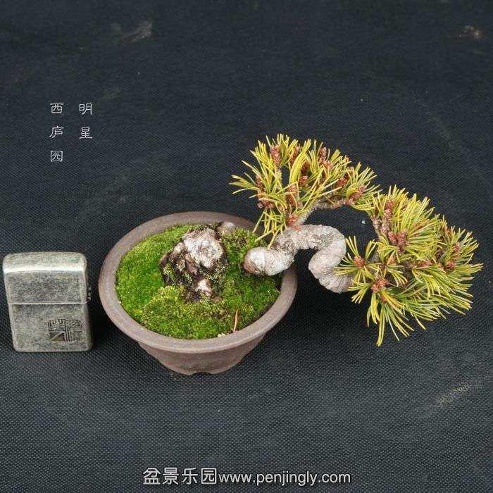 bonsai15011524.jpg