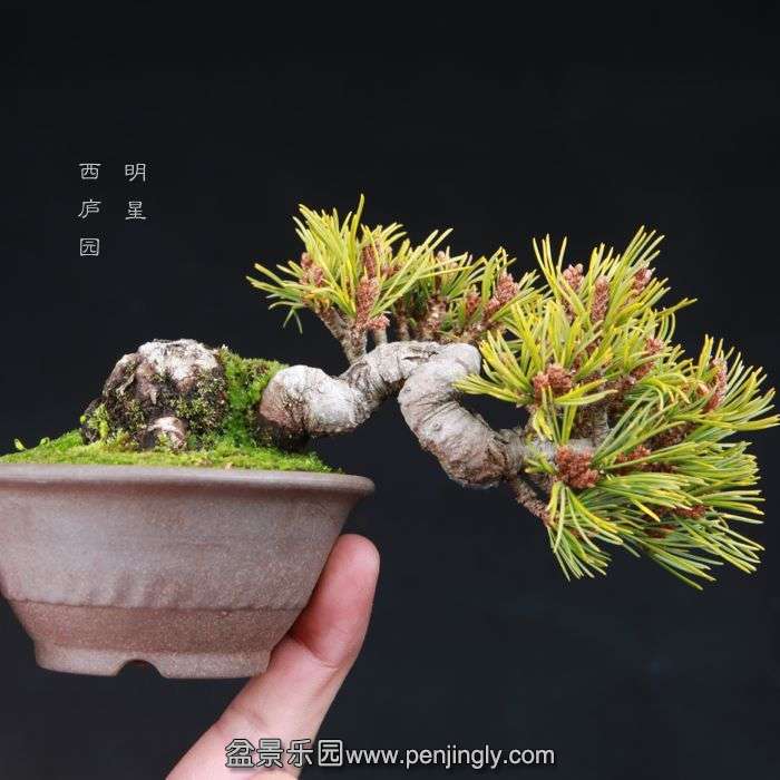 bonsai15011525.jpg