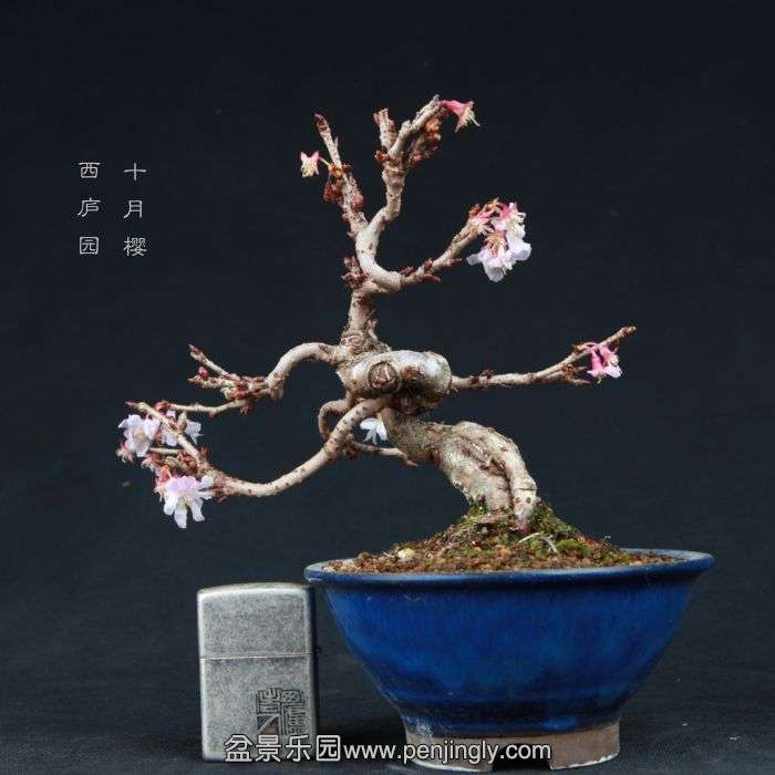 bonsai15011526.jpg