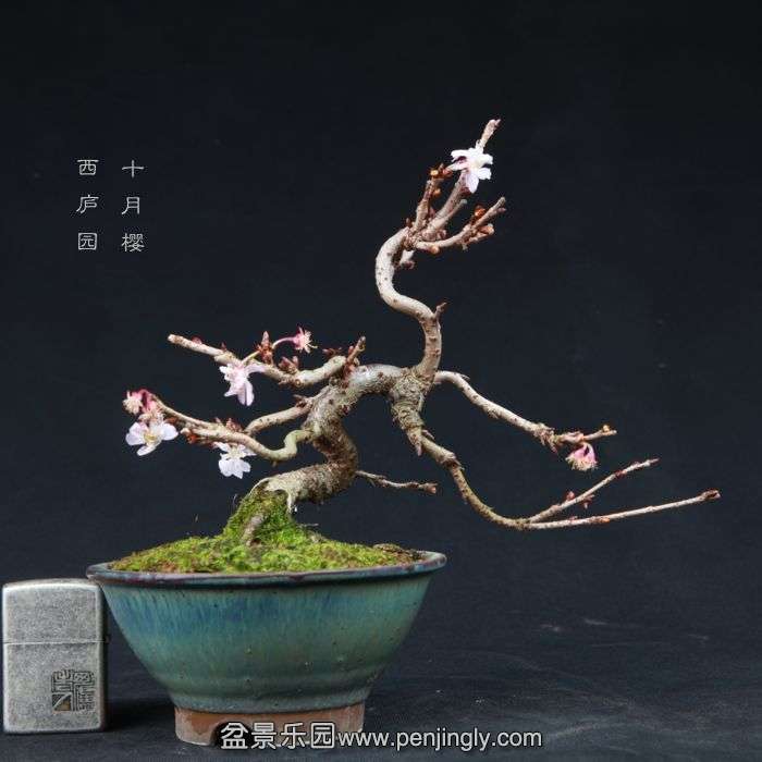 bonsai15011529.jpg