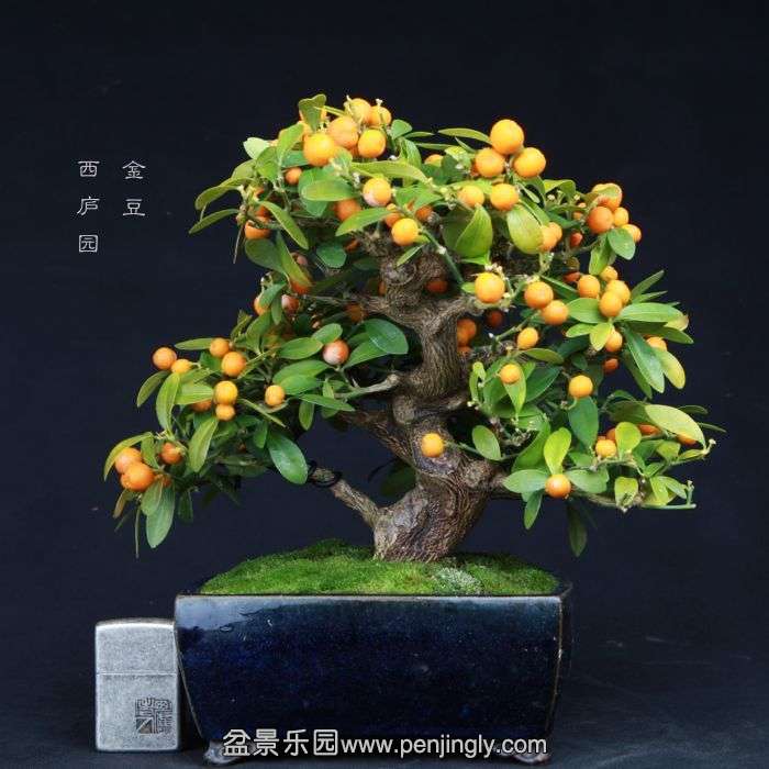 bonsai15011531.jpg