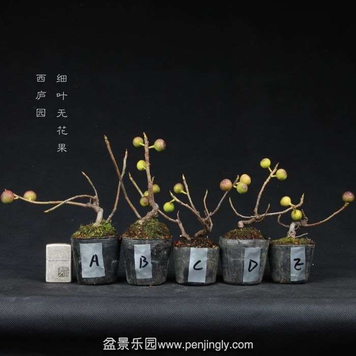 bonsai15011535.jpg
