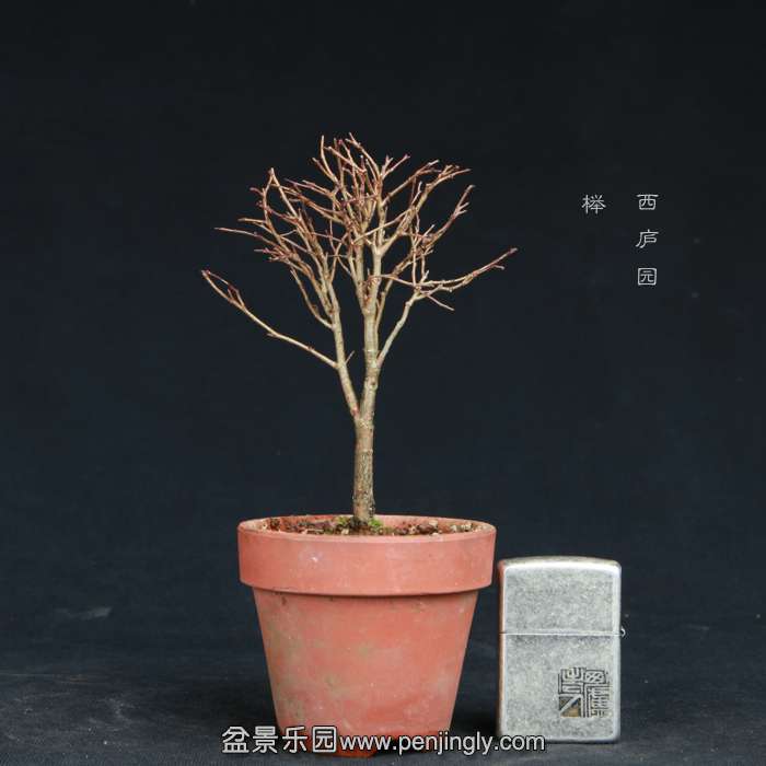 bonsai15011814.jpg