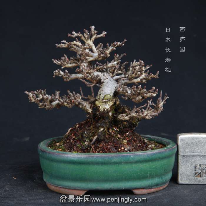 bonsai15011820.jpg