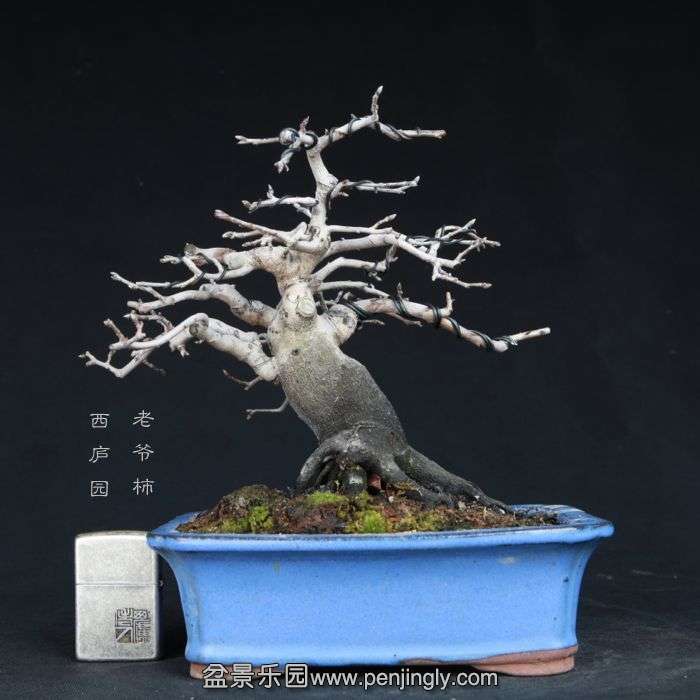 bonsai15011915.jpg