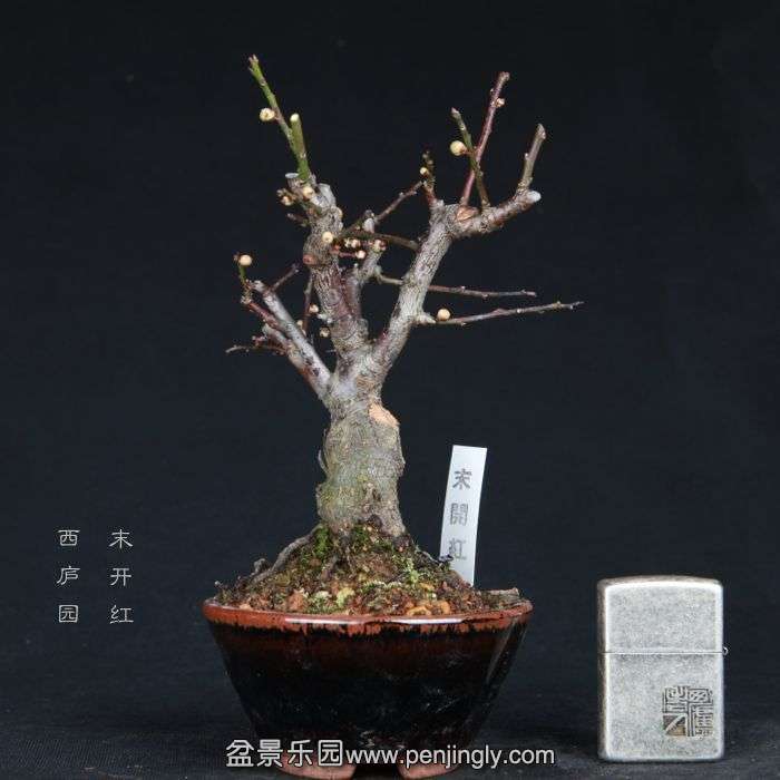 bonsai15011945.jpg