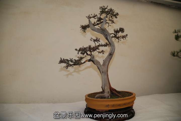 IMG_1455.JPG