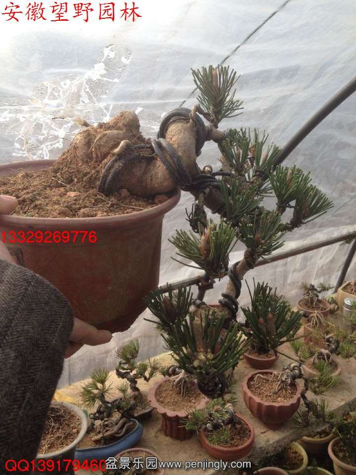 CF2D85F3FD3BC428083D129E293DCFE9.jpg