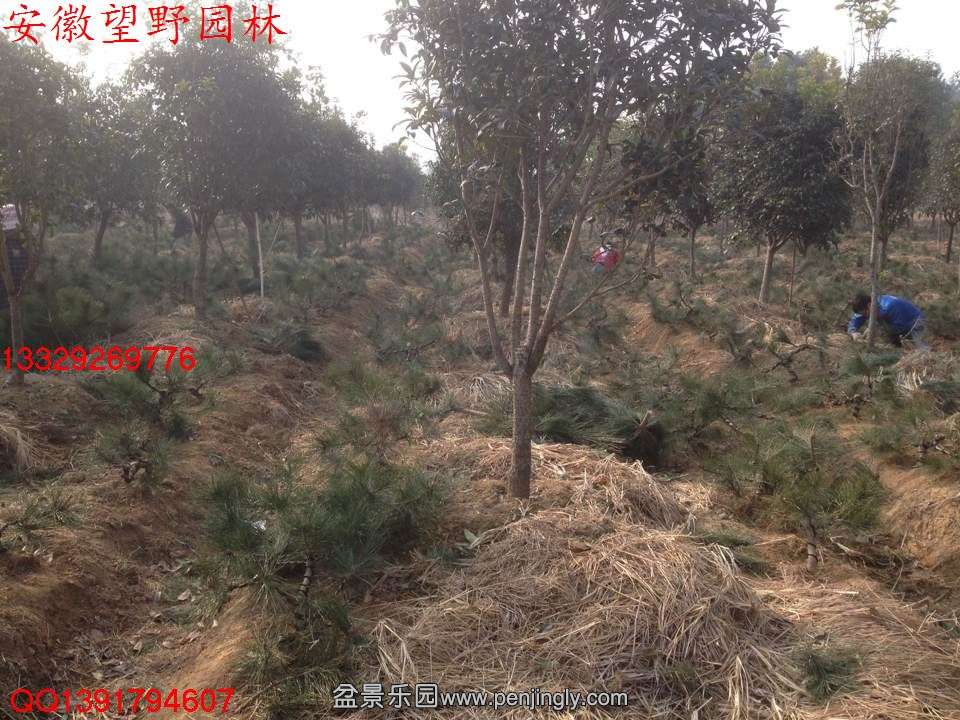 2919E16E7DAEB183B06FB5D4656AAA80.jpg