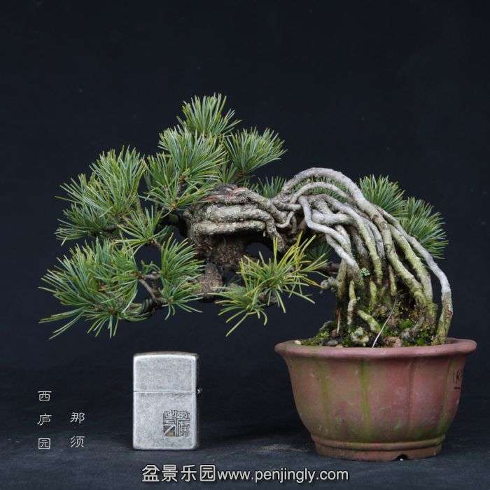 bonsai15012408.jpg