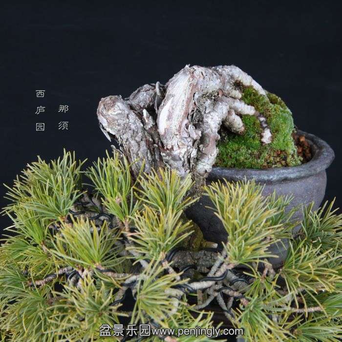 bonsai15012407.jpg