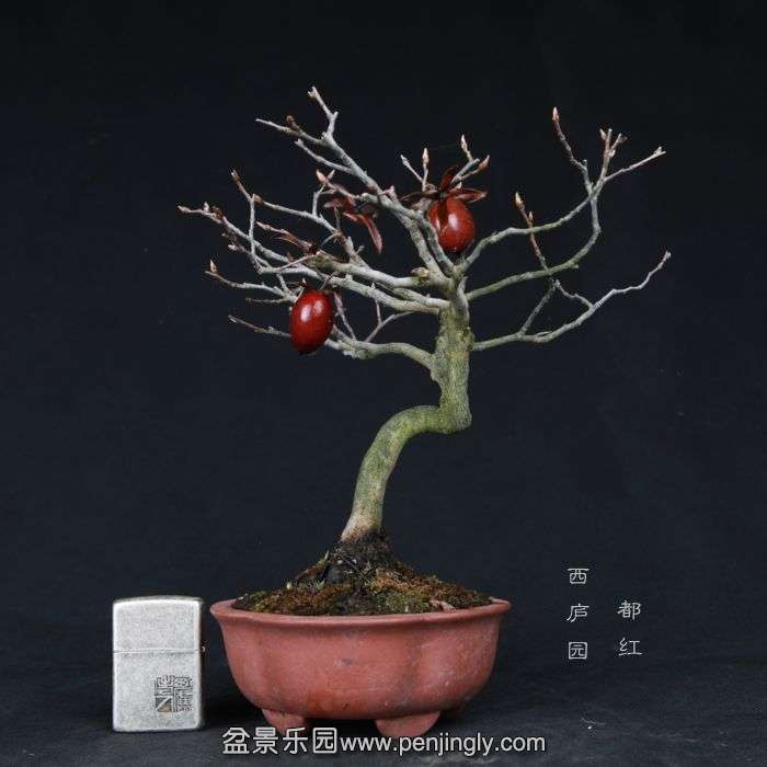 bonsai15012410.jpg