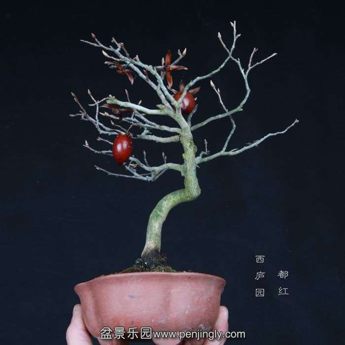 bonsai15012411.jpg