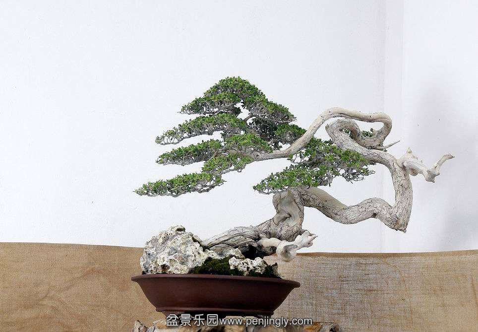 HR_066Bonsai.JPG