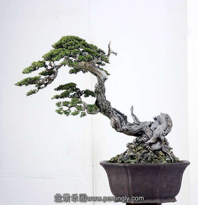 HR_081Bonsai.JPG