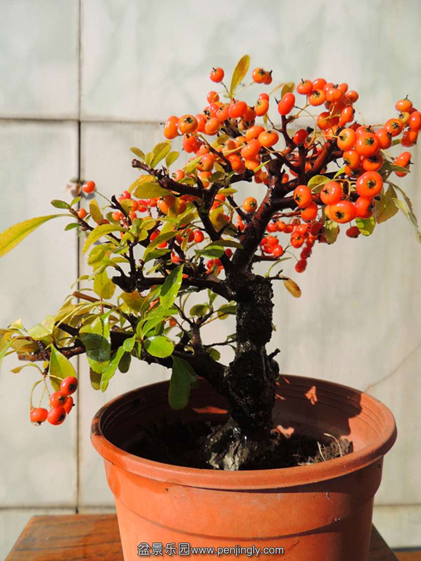 DSCN6078_ת_.jpg
