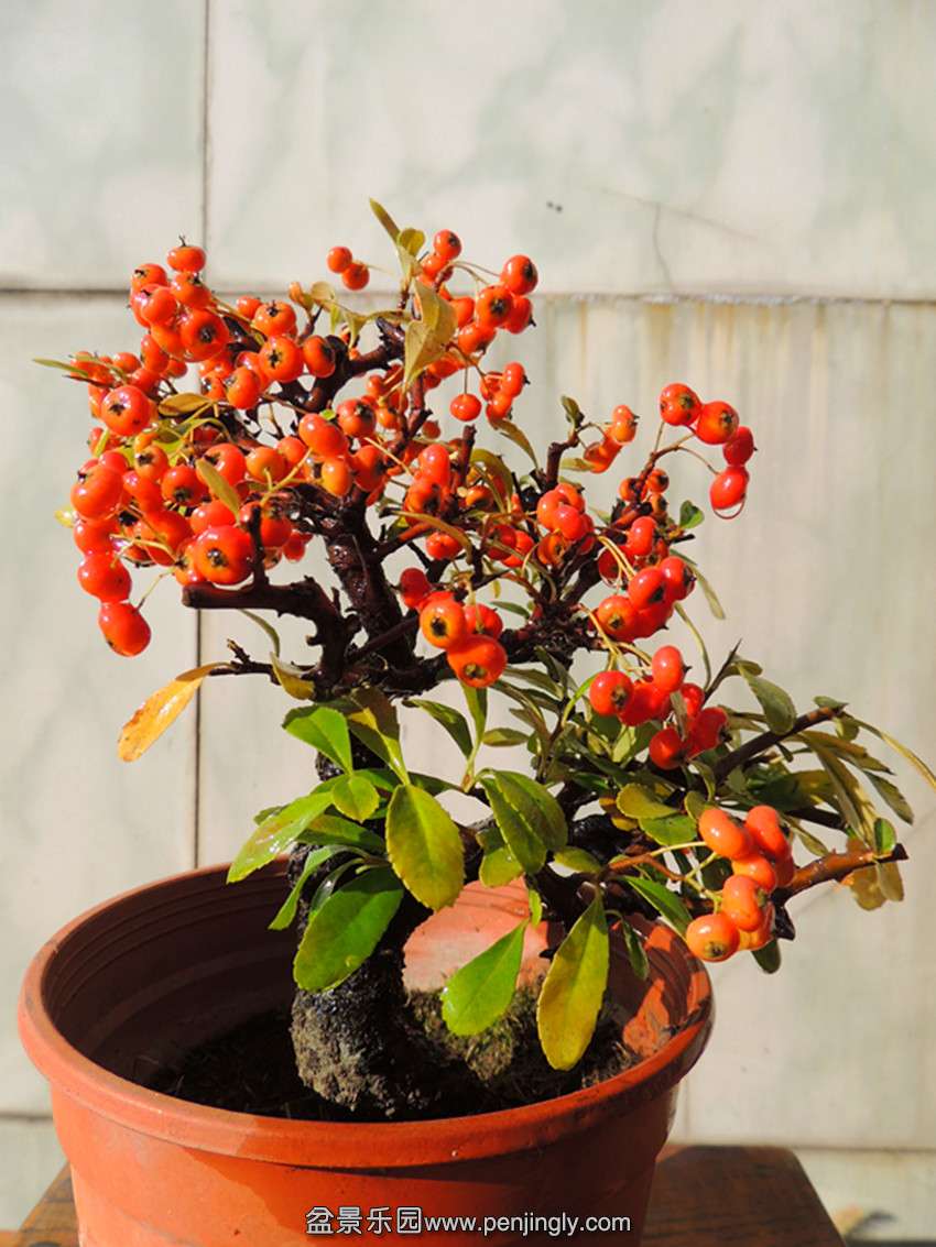 DSCN6080_ת_.jpg