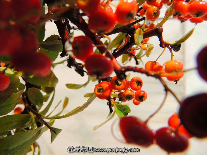 DSCN6081_ת_.jpg