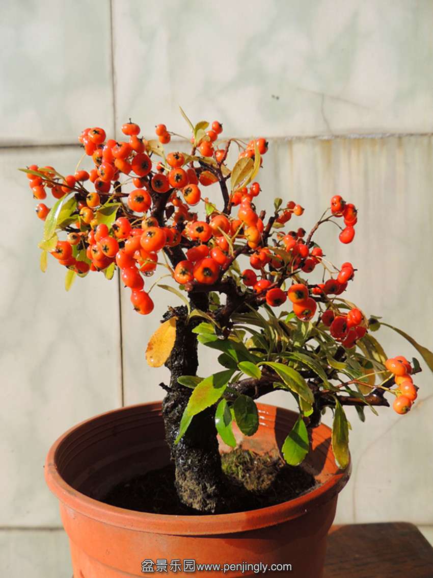 DSCN6090_ת_.jpg