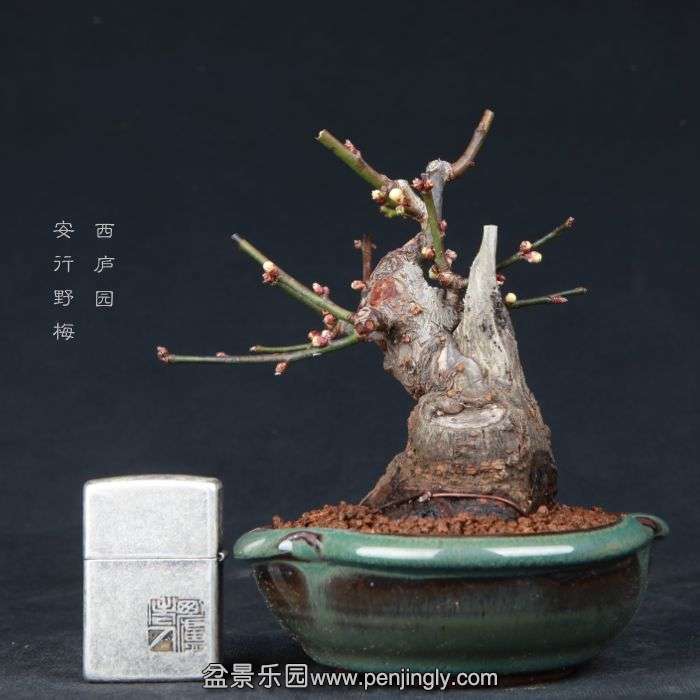 bonsai15012601.jpg