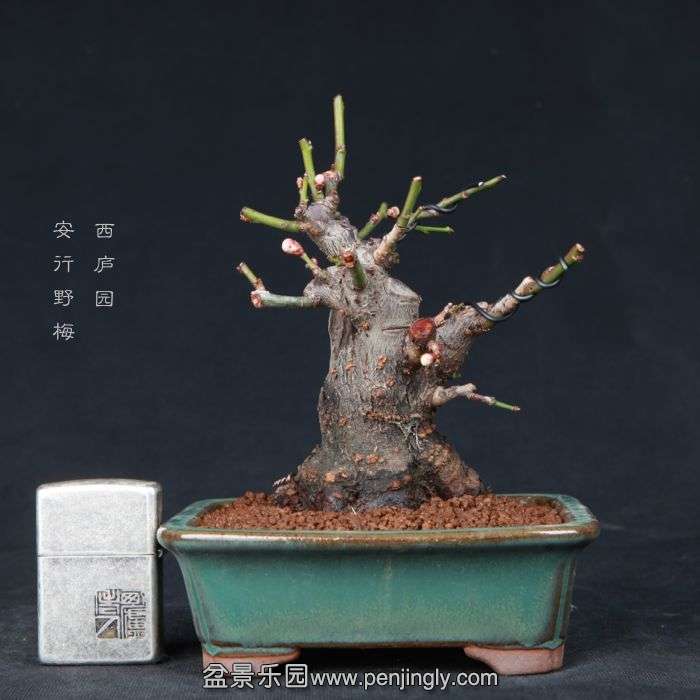 bonsai15012603.jpg