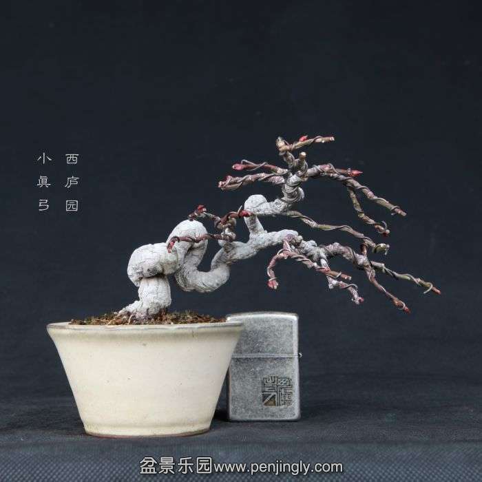 bonsai15012605.jpg