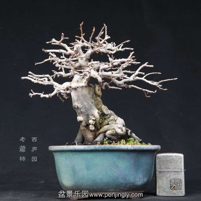 bonsai15012610.jpg