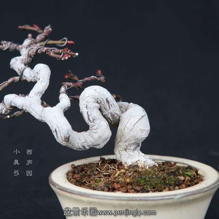 bonsai15012607.jpg