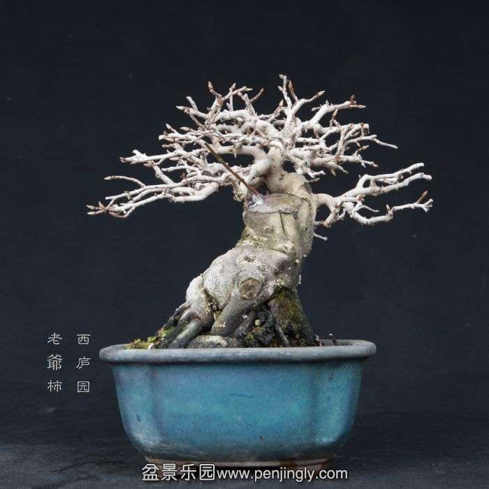 bonsai15012611.jpg