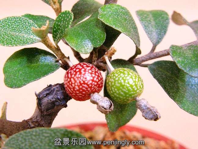 近拍