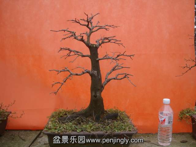 DSC05988.JPG