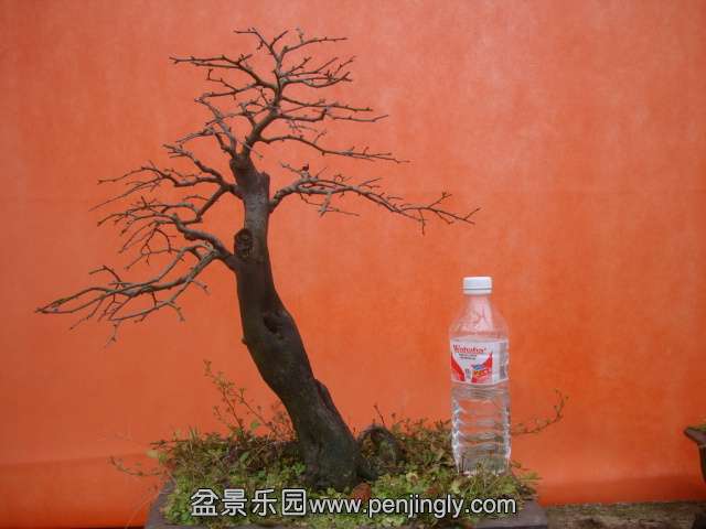 DSC05989.JPG