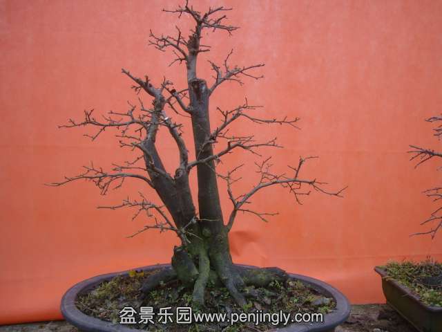 DSC06000.JPG