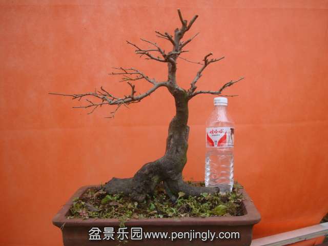 DSC06001.JPG