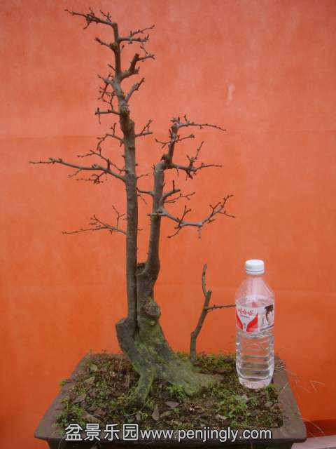 DSC06002.JPG